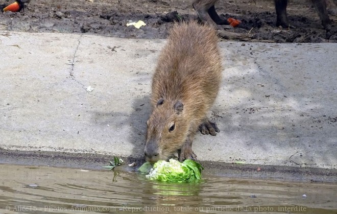 Photo de Cabiai ou capybara