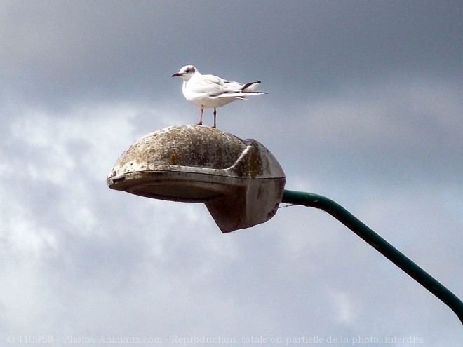 Photo de Mouette