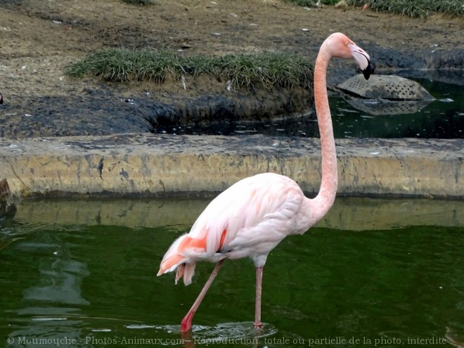 Photo de Flamand rose