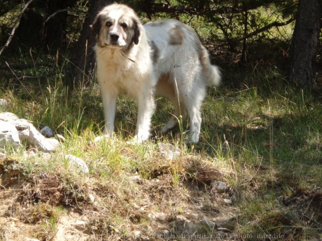 Photo de Chien de berger des pyrenes  poil long