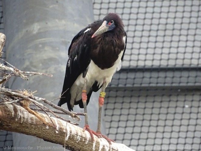 Photo de Cigogne