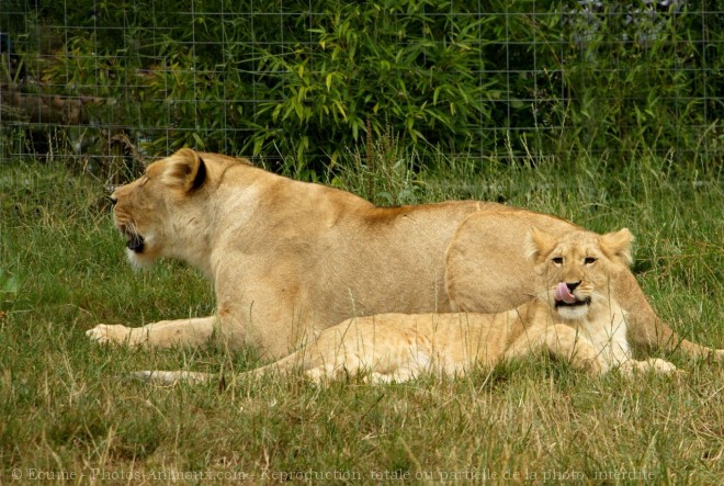 Photo de Lion