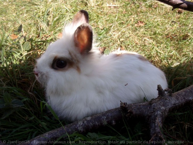 Photo de Lapin