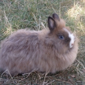 Photo de Lapin