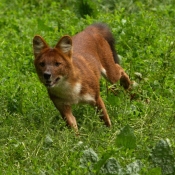 Photo de Dhle - chien sauvage d'asie