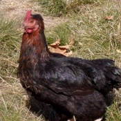 Photo de Poule