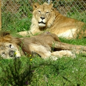 Photo de Lion