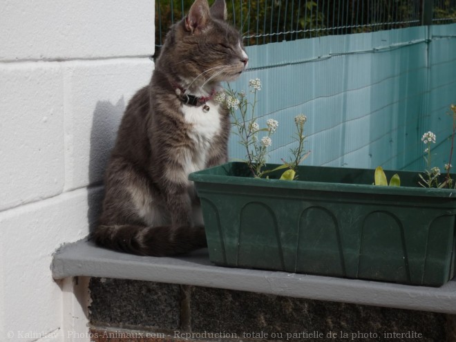 Photo de Chat domestique