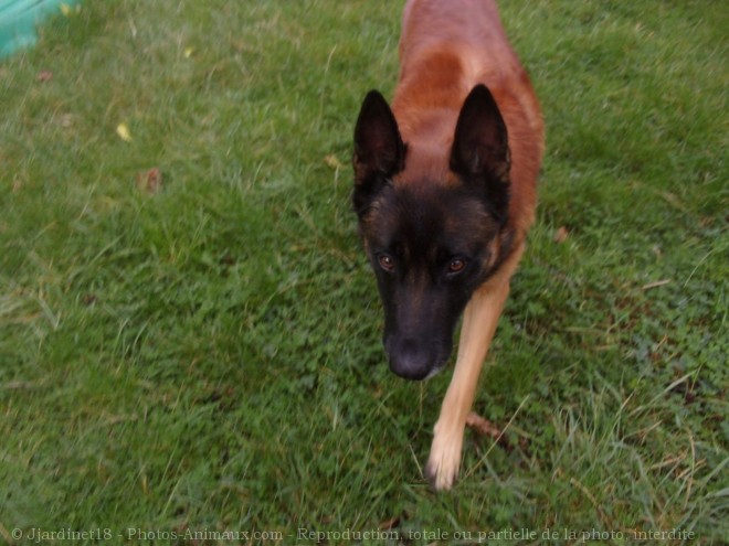 Photo de Berger belge malinois