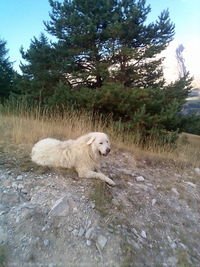 Photo de Chien de berger des pyrenes  poil long