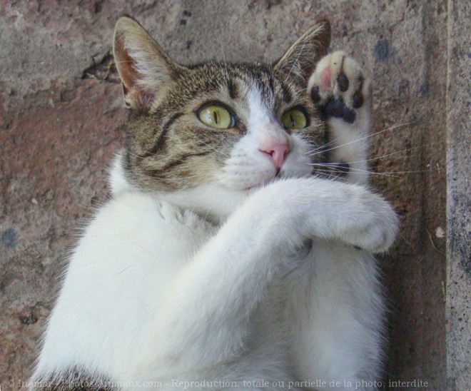 Photo de Chat domestique