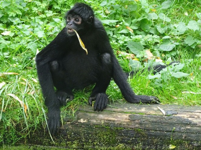 Photo de Singe - tle  tte noire