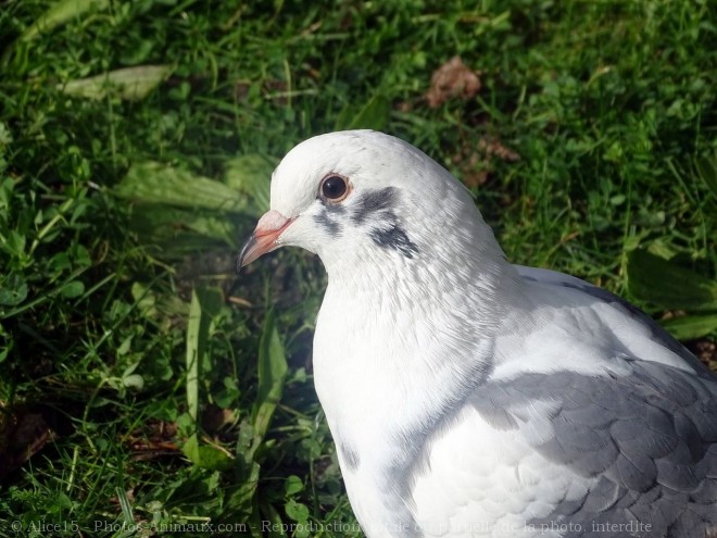 Photo de Pigeon