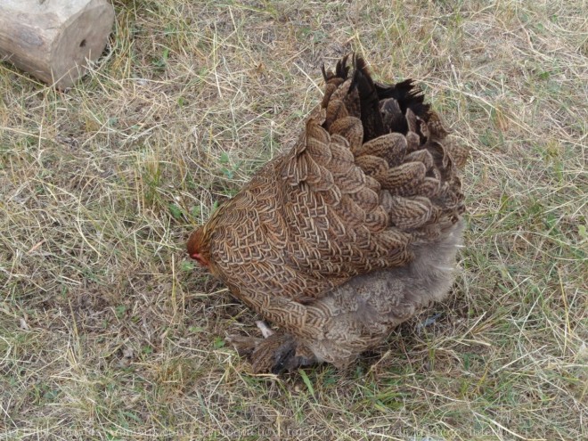 Photo de Poule