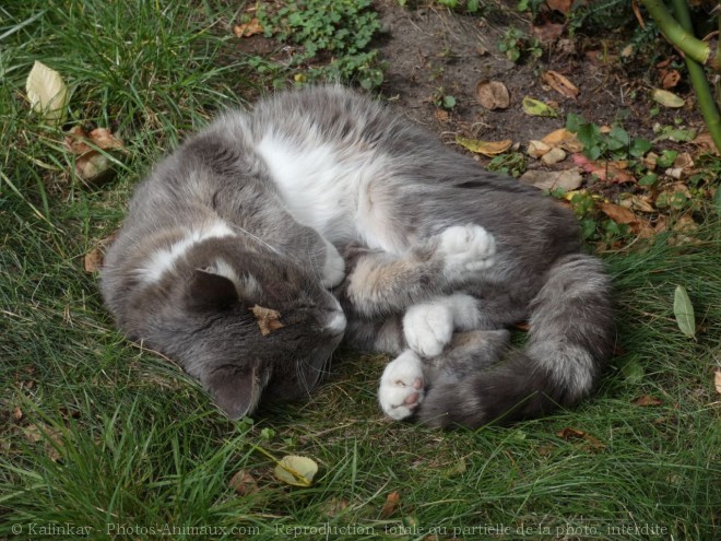 Photo de Chat domestique