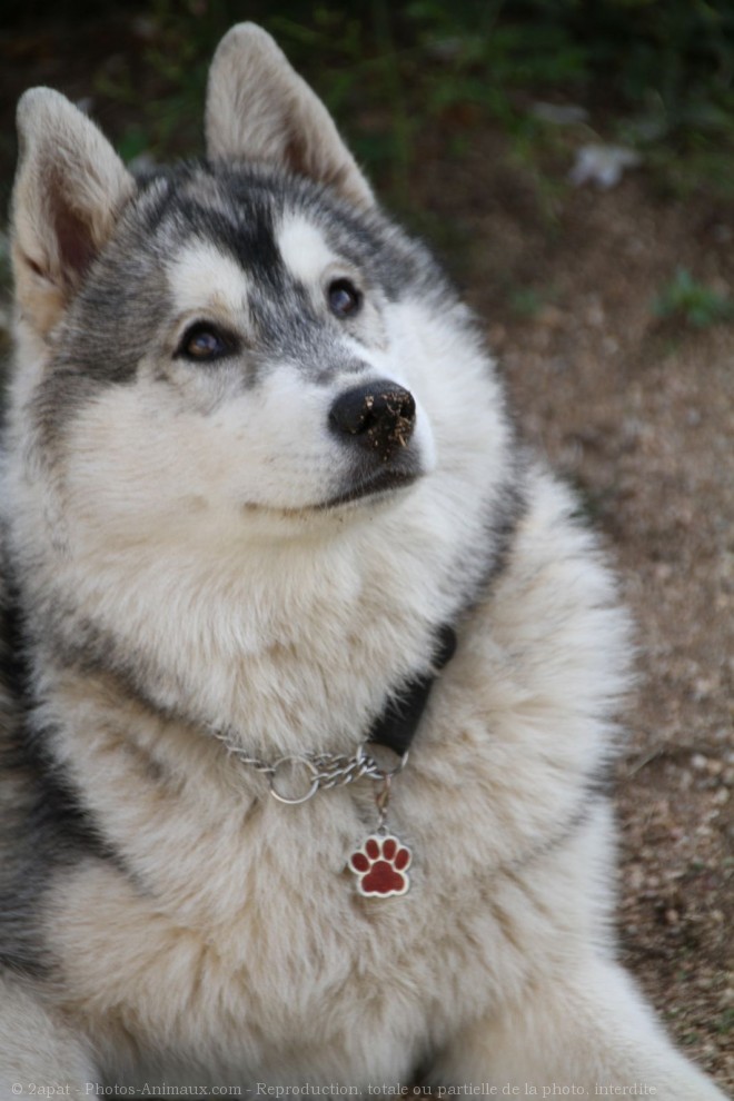 Photo de Husky siberien