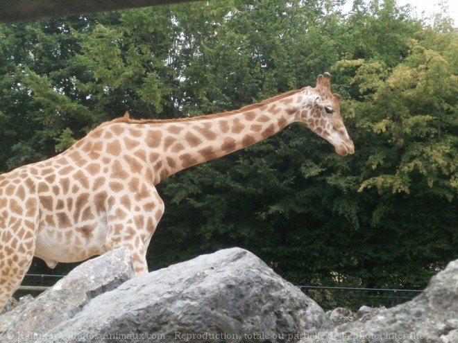 Photo de Girafe