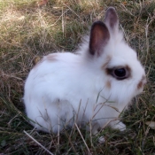 Photo de Lapin