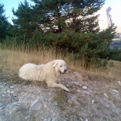 Photo de Chien de berger des pyrenes  poil long