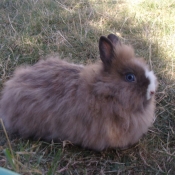 Photo de Lapin