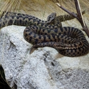 Photo de Serpent