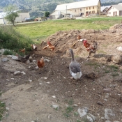 Photo de Poule