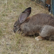 Photo de Lapin