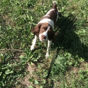 Photo d'English springer spaniel