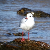 Photo de Mouette