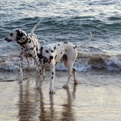 Photo de Dalmatien