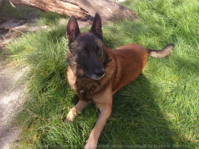 Photo de Berger belge malinois