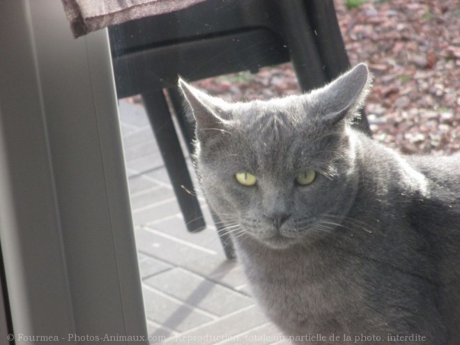 Photo de Chat domestique