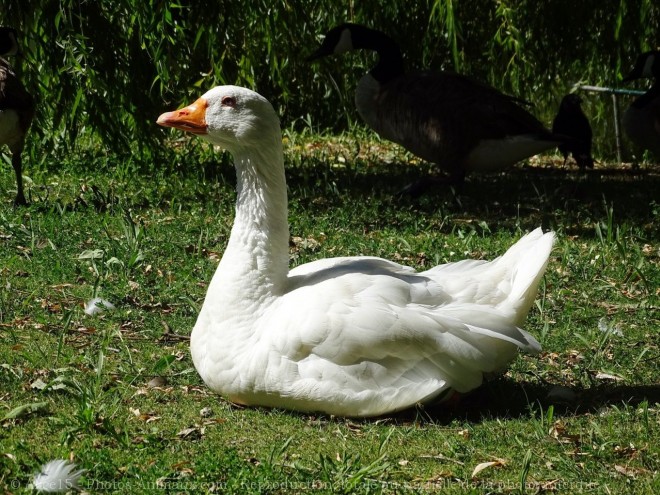 Photo d'Oie blanche