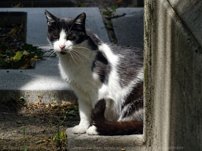 Photo de Chat domestique