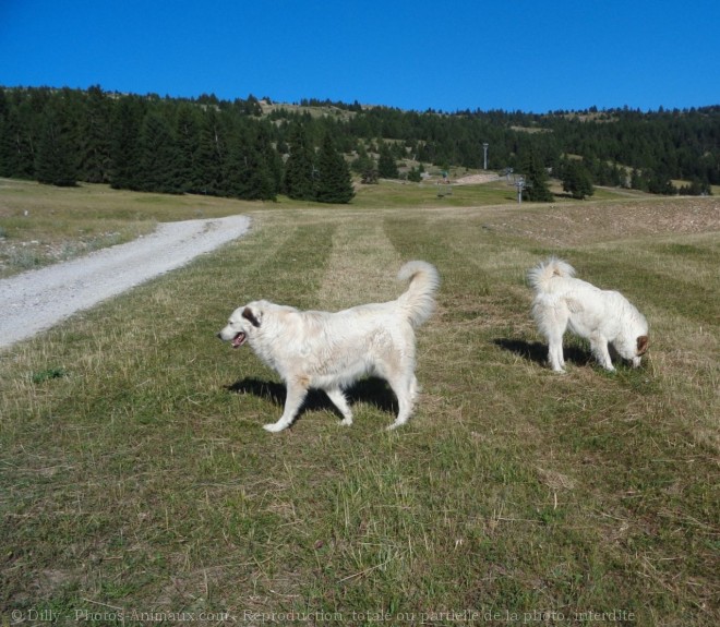 Photo de Chien de berger des pyrenes  poil long