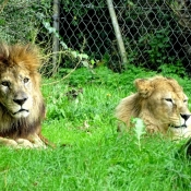 Photo de Lion