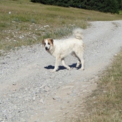 Photo de Chien de berger des pyrenes  poil long