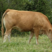 Photo de Vache