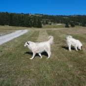 Photo de Chien de berger des pyrenes  poil long