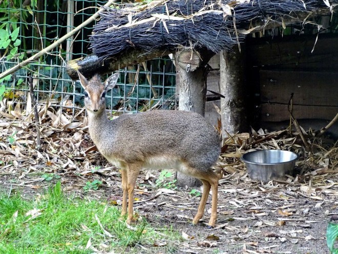 Photo d'Antilope