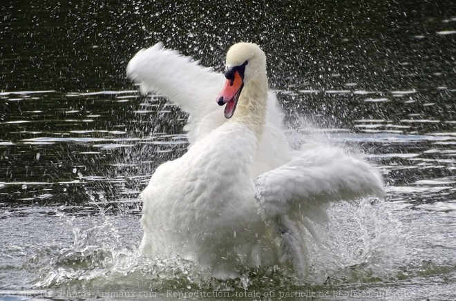 Photo de Cygne