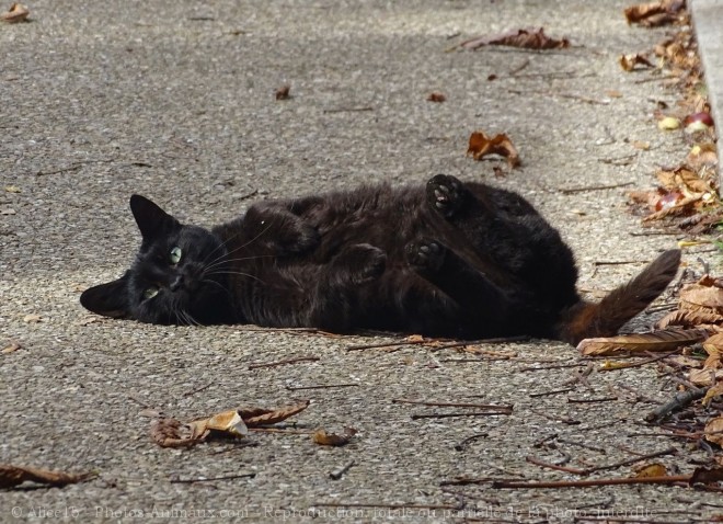 Photo de Chat domestique