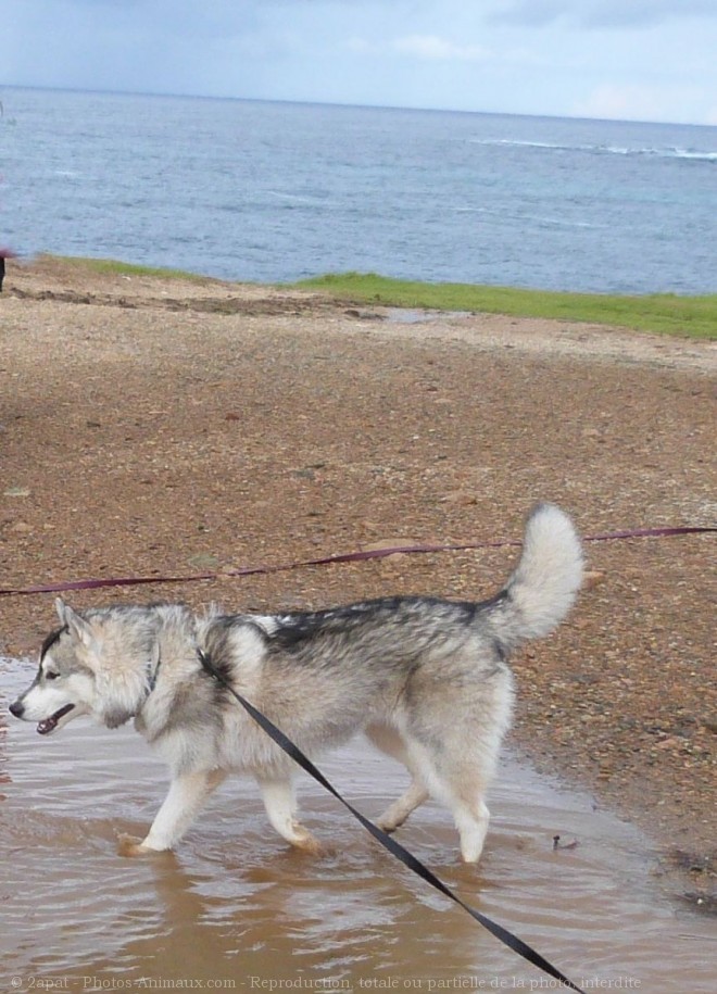 Photo de Husky siberien