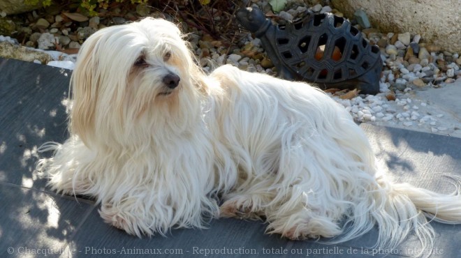 Photo de Coton de tulear