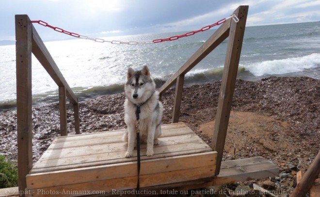 Photo de Husky siberien