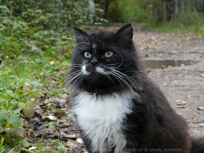 Photo de Chat domestique