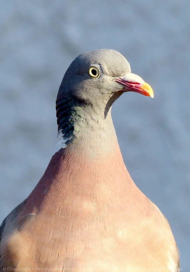 Photo de Pigeon - ramier