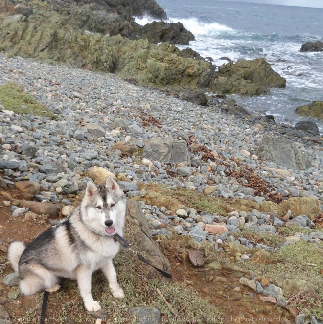 Photo de Husky siberien