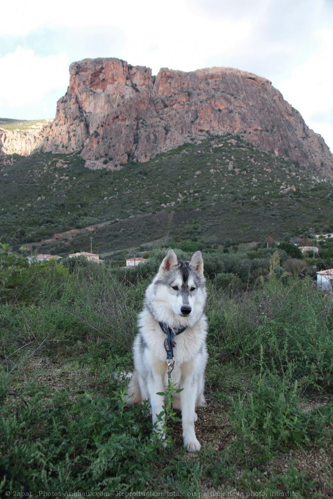 Photo de Husky siberien