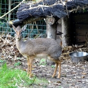 Photo d'Antilope